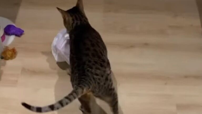 Atrapan a este gato atrevido alejándose después robar una bolsa llena de costillas