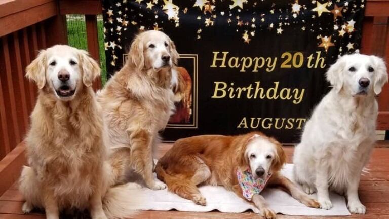 August cumplió 20 años.  Foto: GoldHeart Golden Retriever Rescue.