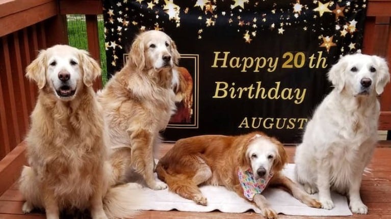 August cumplió 20 años.  Foto: GoldHeart Golden Retriever Rescue.