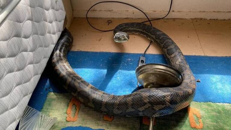 Australia: sufre el susto de su vida al descubrir en su cocina a dos enormes serpientes 