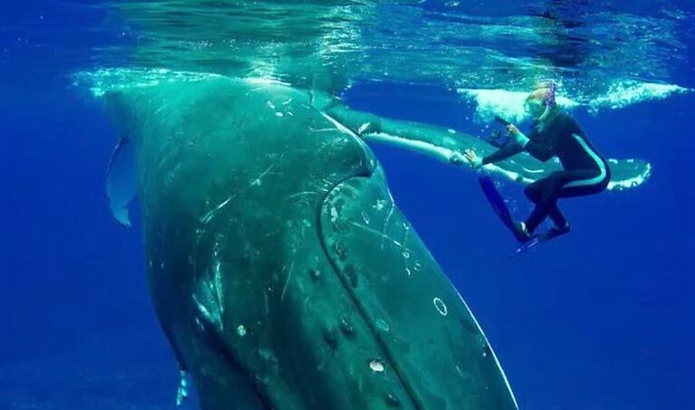 Ballena protegió bajo su aleta a un submarinista 