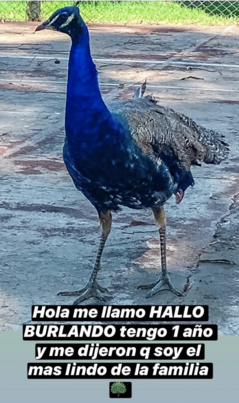 Barby Franco presentó al exótico animal que tiene en el campo con Burlando: "Es el más lindo de la familia"