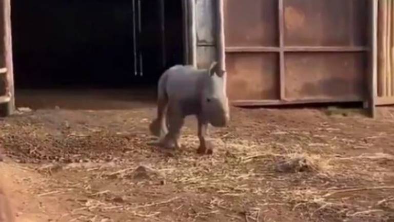 Bebé rinoceronte enamora con su galope en refugio