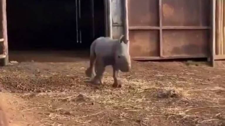 Bebé rinoceronte enamora con su galope en refugio