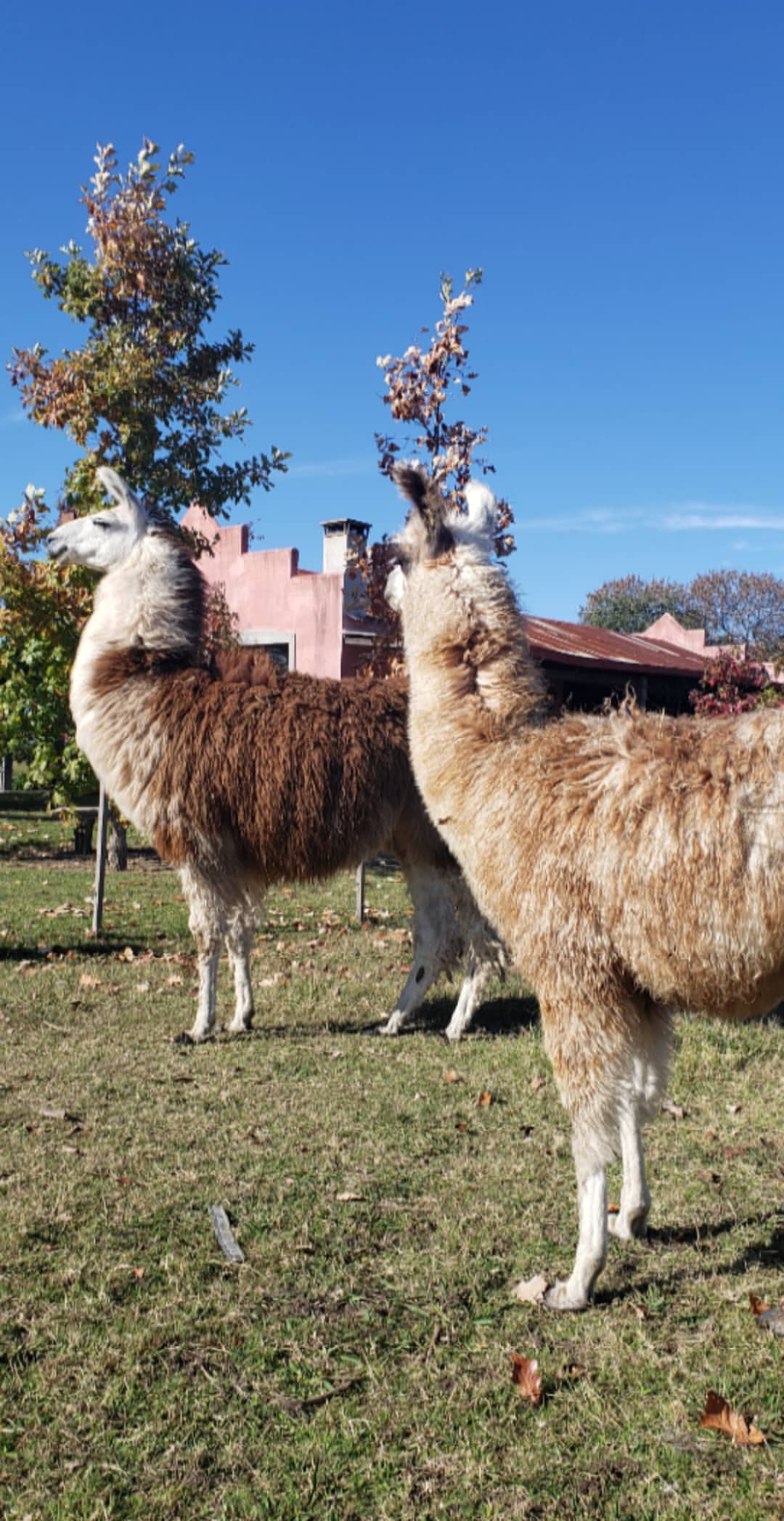 Benjamín Vicuña y la China Suárez, juntos en un día de campo. Foto: Instagram