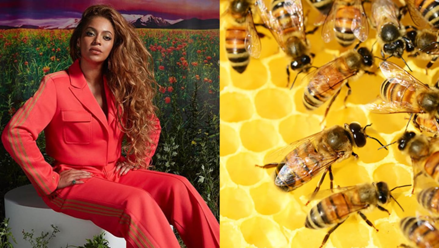 Beyoncé tiene colmenas de abejas en su casa.