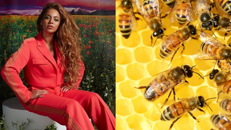 Beyoncé tiene colmenas de abejas en su casa.