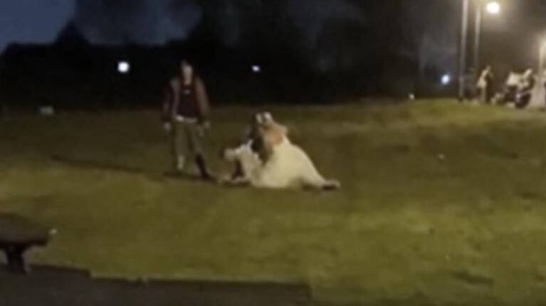 Boda en Gales termina en batalla campal y con la novia a las piñas