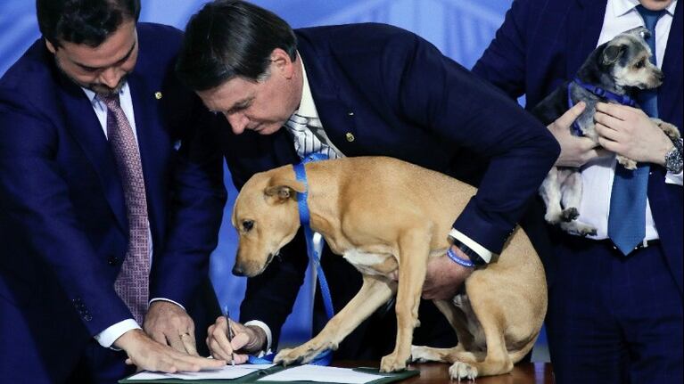 Bolsonaro sanciona ley que endurece penas para el maltrato a perros y gatos. Foto: AFP.