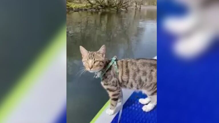 Bongo, el gato aventurero