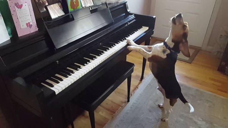 Buddy Mercury, el perro pianista y cantante que enamora a todos