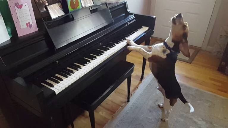 Buddy Mercury, el perro pianista y cantante que enamora a todos