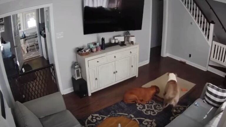 Buen gesto: un perro le ofrece su cama a su compañero que estaba enfermo 