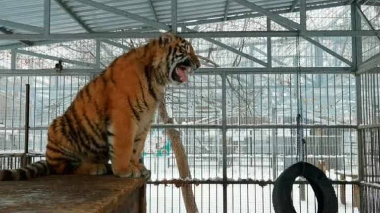 Cachorro de tigre sorprender al cantar como un pajarito en zoo de Rusia