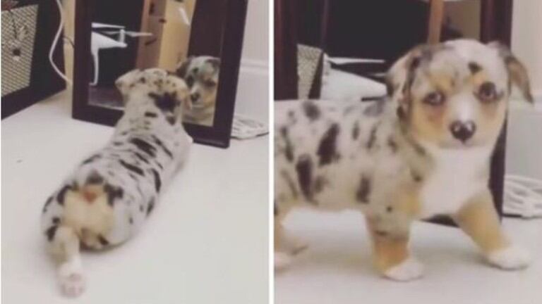 Cachorro mira su reflejo en un espejo y actúa de una forma muy divertida