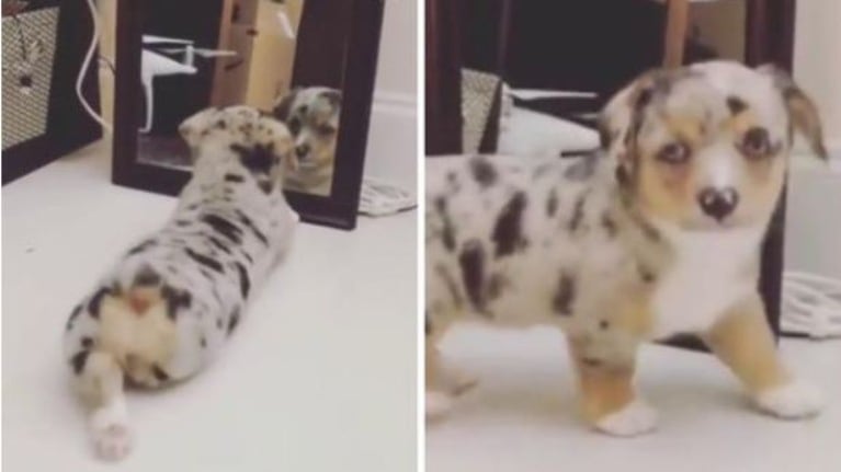 Cachorro mira su reflejo en un espejo y actúa de una forma muy divertida