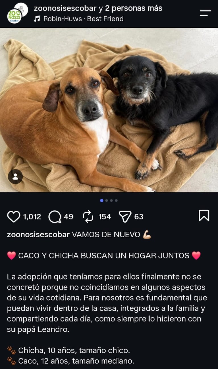 Caco y Chicha, los perritos de Leandro Rud que esperan ser adoptados juntos tras su muerte (Foto: Instagram/@zoonosisescobar)