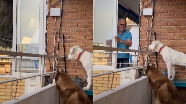 Cada mañana, este hombre de 84 años da de comer a los perros de su vecina