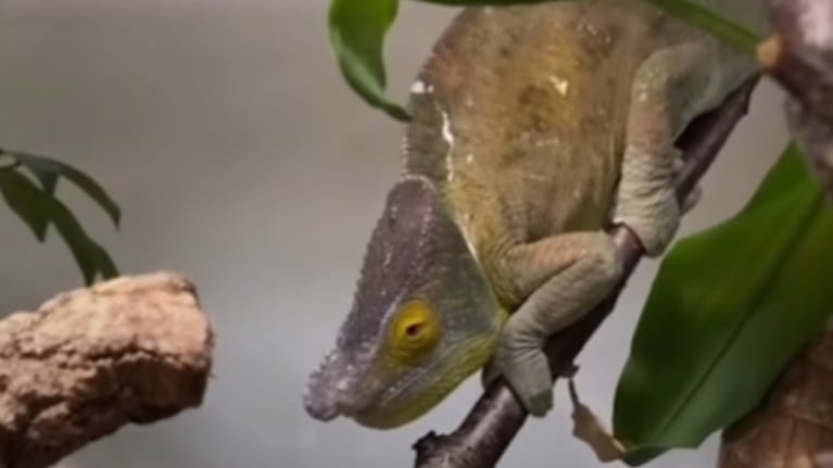 Cada vez que este camaleón ve algo amarillo adopta uno de sus conocidos como colores del mal humor