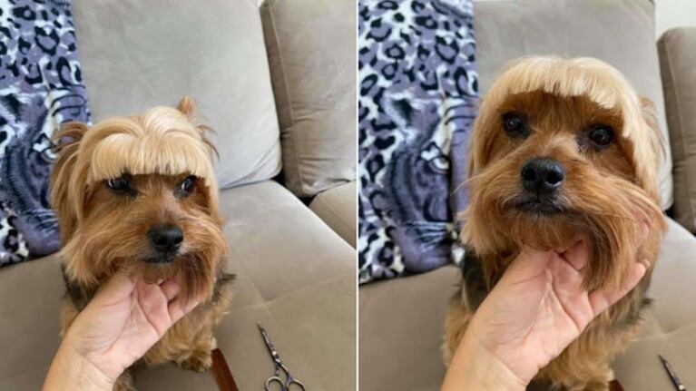 Cambio de look: una mujer tuvo que hacer de estilista canina en la cuarentena