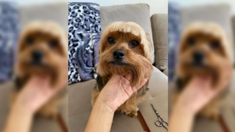 Cambio de look: una mujer tuvo que hacer de estilista canina en la cuarentena