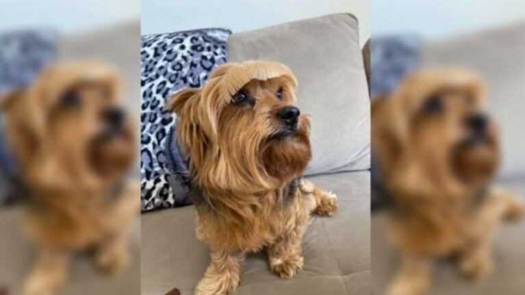 Cambio de look: una mujer tuvo que hacer de estilista canina en la cuarentena