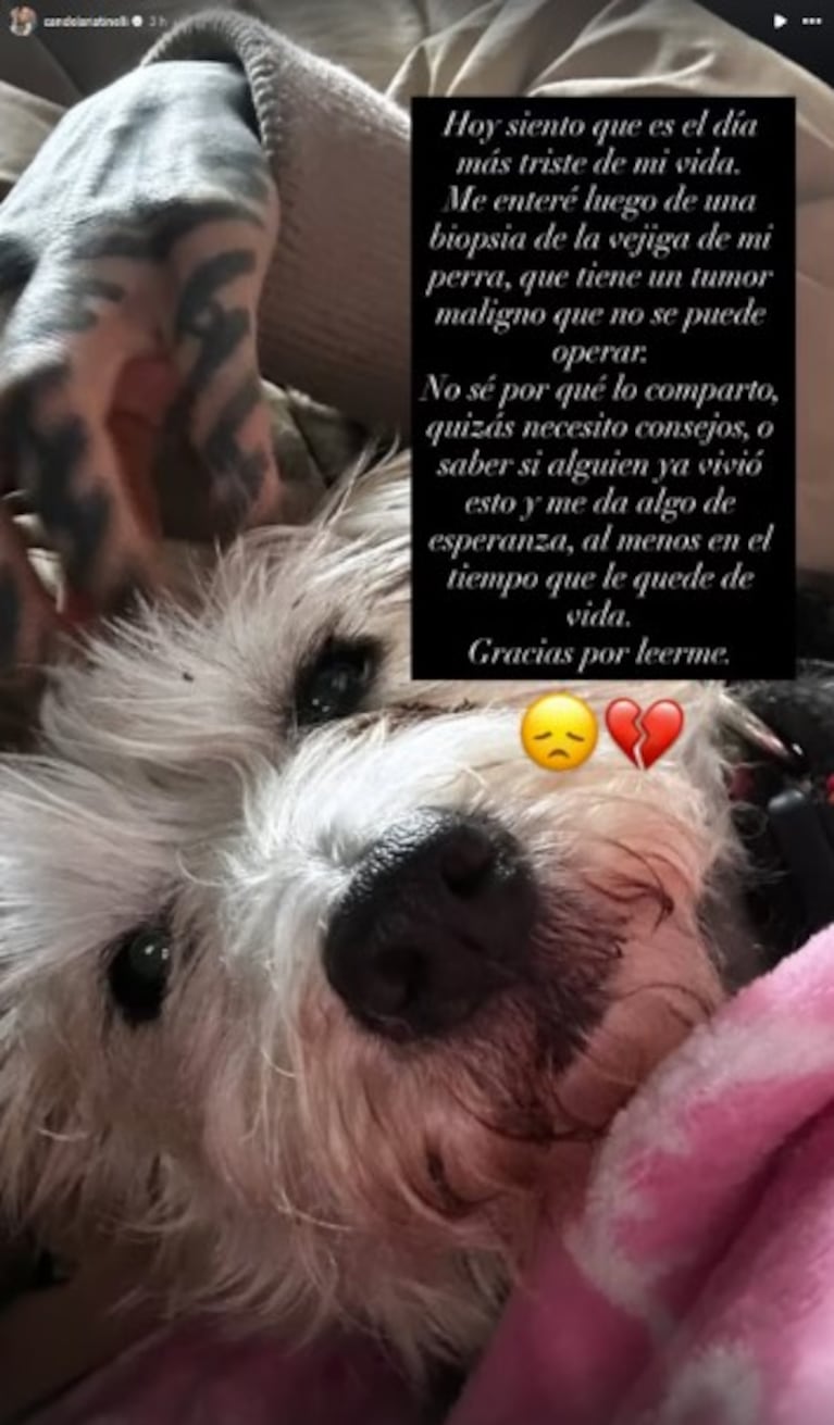 Cande Tinelli sufre por la salud de su perra: “Hoy siento que es el día más triste de mi vida” | Créditos: Instagram @candelariatinelli