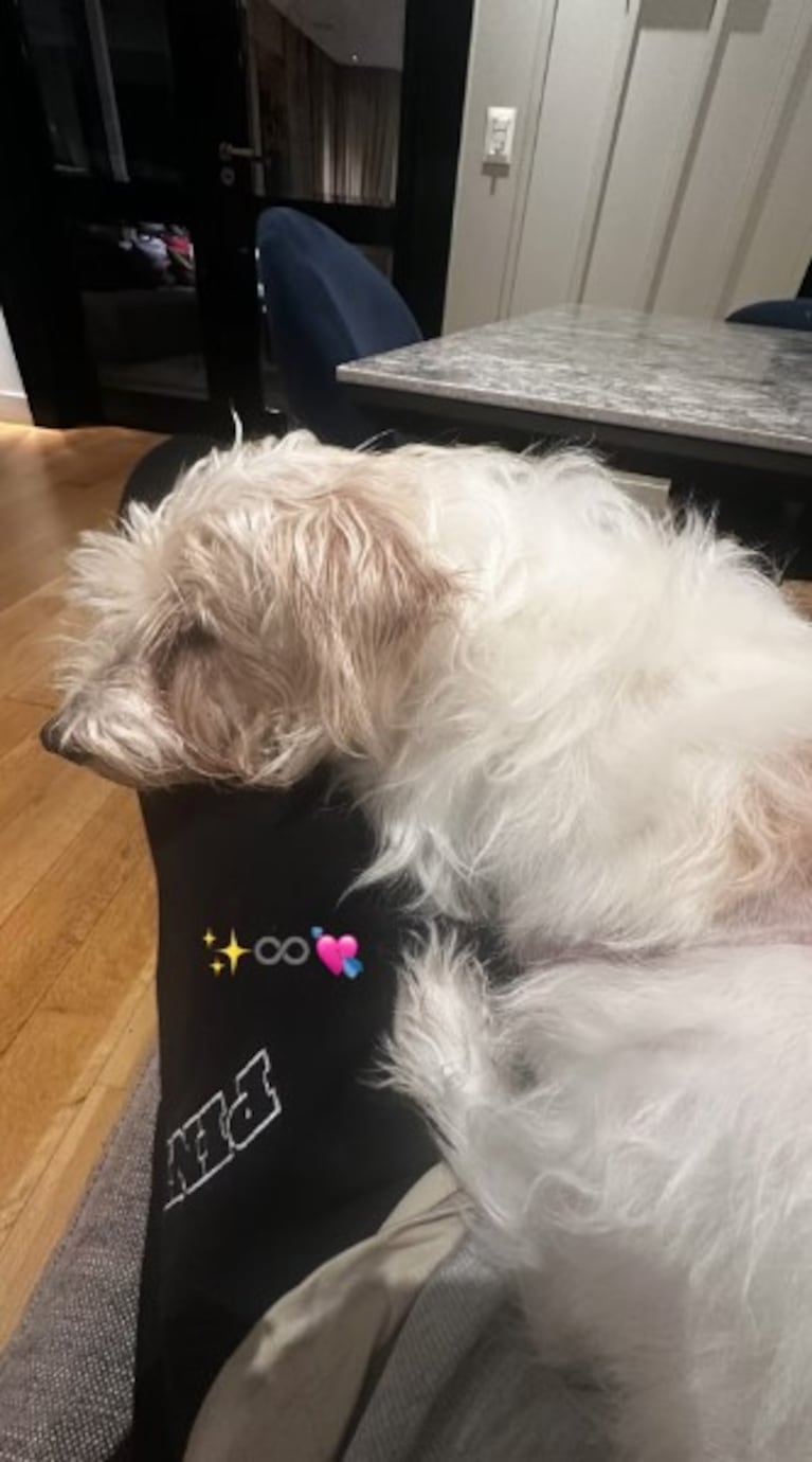 Cande Tinelli sufre por la salud de su perra: “Hoy siento que es el día más triste de mi vida” | Créditos: Instagram @candelariatinelli