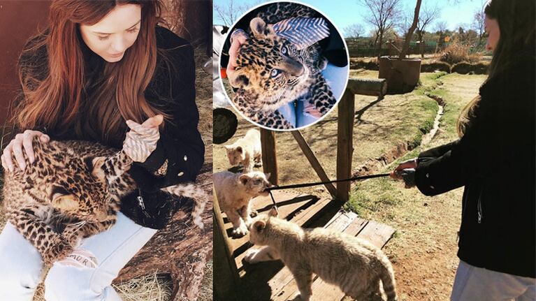 Candelaria Tinelli, de viaje por Sudáfrica junto a leopardos y tigres. (Foto: Instagram)