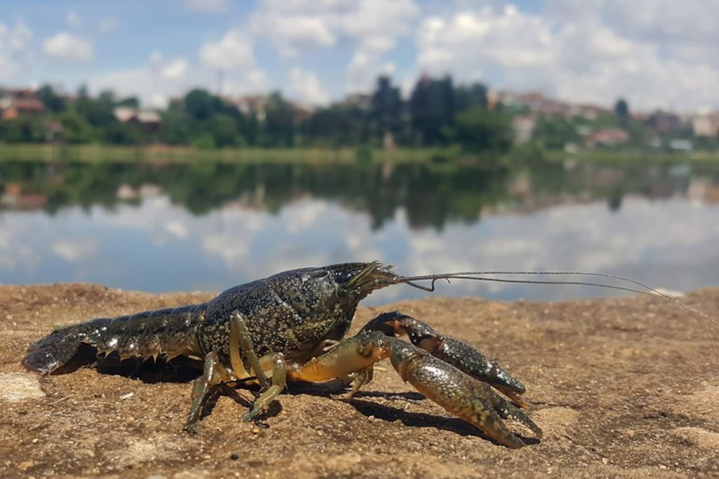 Cangrejo mutante de Europa puede clonarse con rapidez