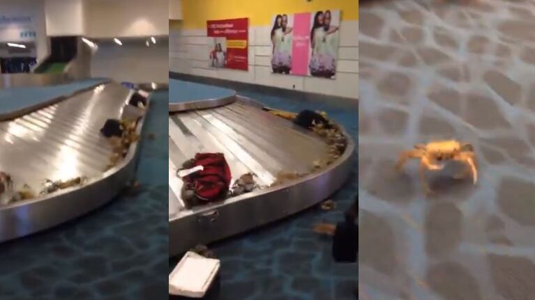 Cangrejos salen velozmente del equipaje en un aeropuerto.