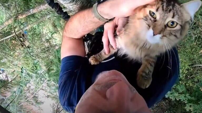 Canopy Cat Rescue, el grupo de rescate sin ánimo de lucro que se sube a los árboles para rescatar a los gatos