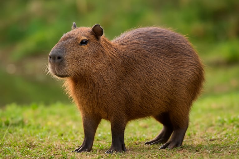 Capibara. Foto creada con IA.
