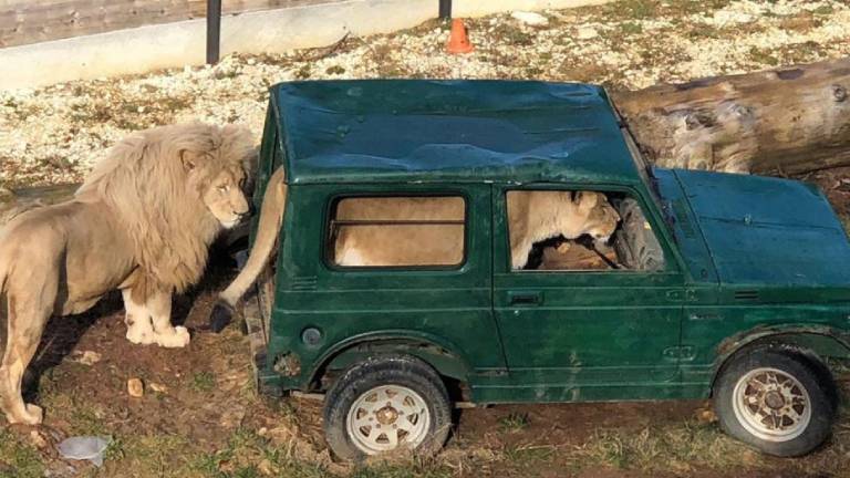 Captan a un león “al volante” de un todoterreno en un zoológico