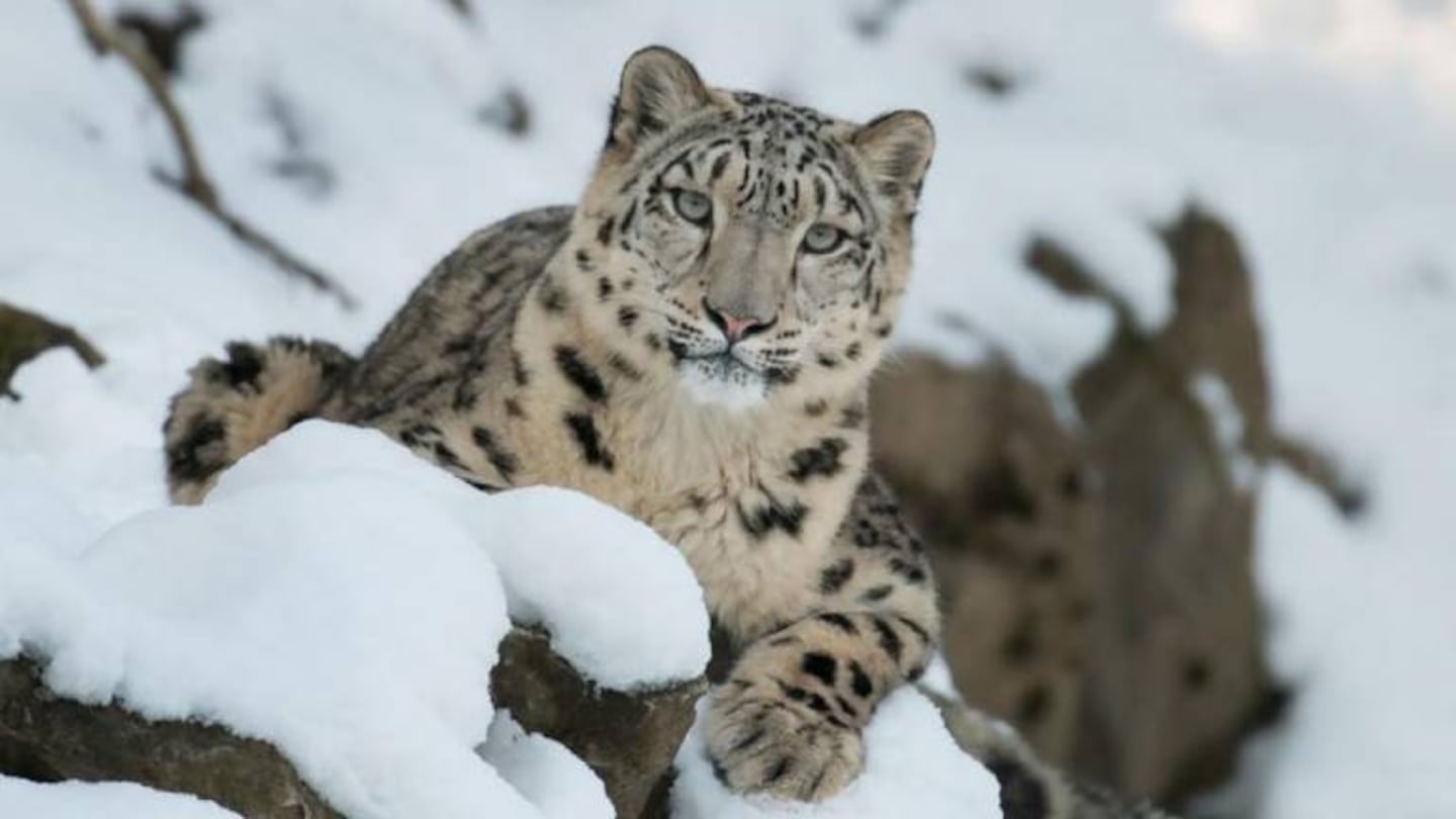 Captan cómo un cachorro de leopardo de las nieves “se toma una selfie”