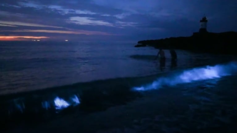 Capturan en imágenes la magia del plancton bioluminiscente en una playa de Gales