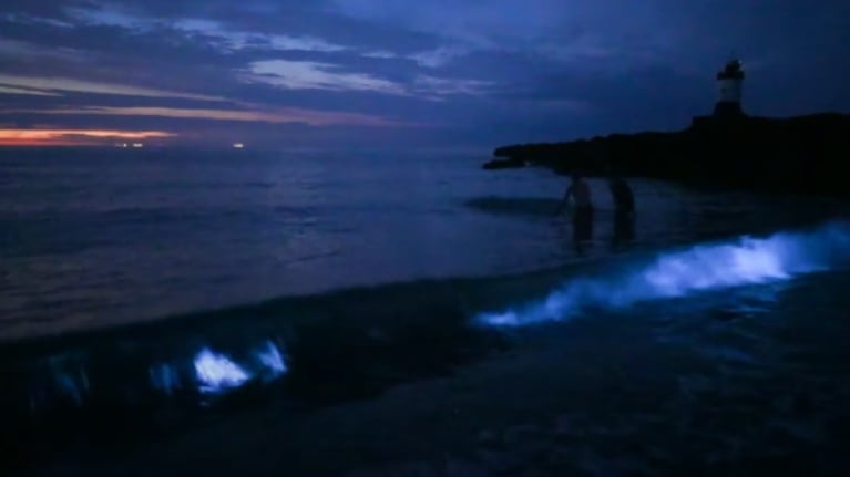 Capturan en imágenes la magia del plancton bioluminiscente en una playa de Gales