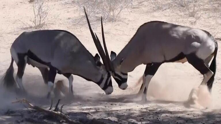 Capturan en imágenes un intenso enfrentamiento entre un par de órix del Cabo en Sudáfrica 