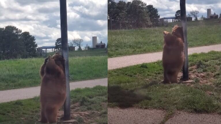Capturan en vídeo al oso Baloo de la vida real bailando en una farola