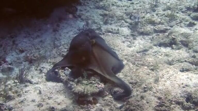 Capturan imágenes de un pulpo camuflándose con su entorno