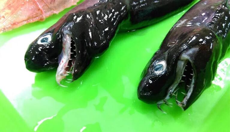 Capturaron a extraño tiburón víbora