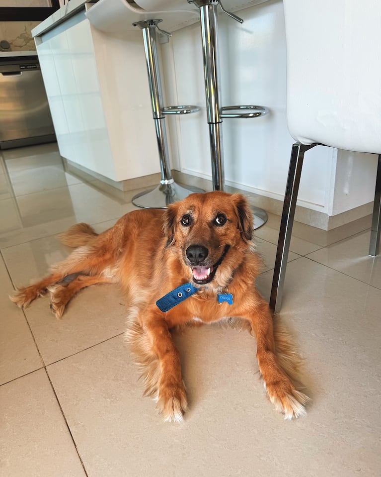 Carlitos, el perro de Nico Occhiato | Créditos: Instagram @nicoocchiato