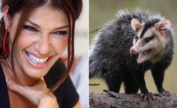 Catherine Fulop y un nido de comadrejas en su casa. (Fotos: Web)