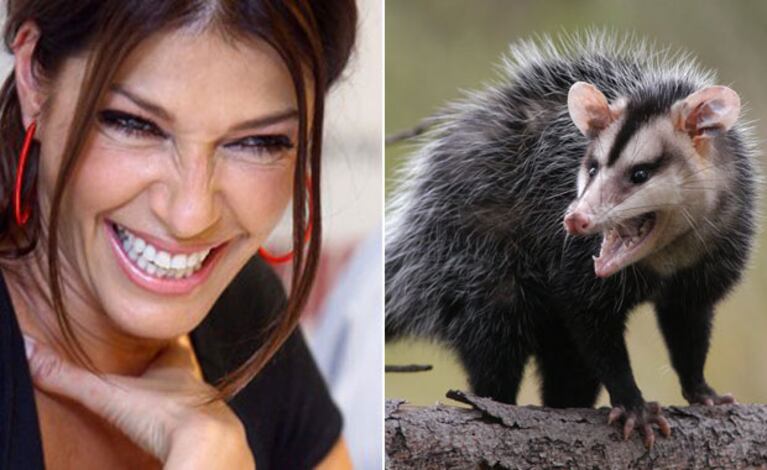 Catherine Fulop y un nido de comadrejas en su casa. (Fotos: Web)