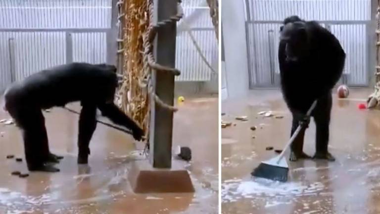 Chimpancé agarra una escoba y limpia el piso y las ventanas de su jaula