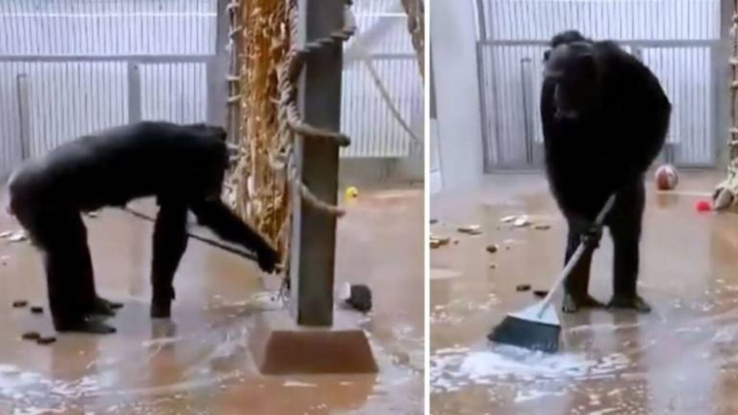 Chimpancé agarra una escoba y limpia el piso y las ventanas de su jaula