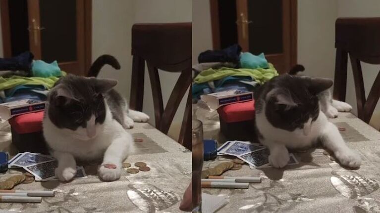 Chupi, el gato que ha aprendido a lanzar monedas al aire y atraparlas en la mesa