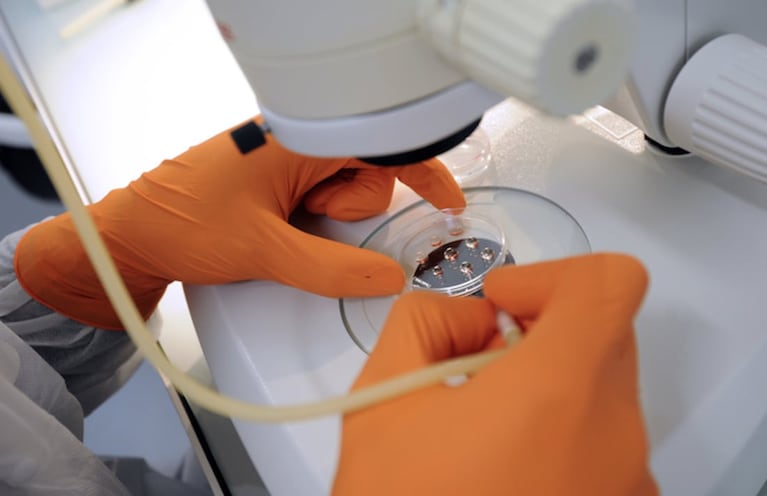 Científicos cultivan por primera vez óvulos humanos en un laboratorio