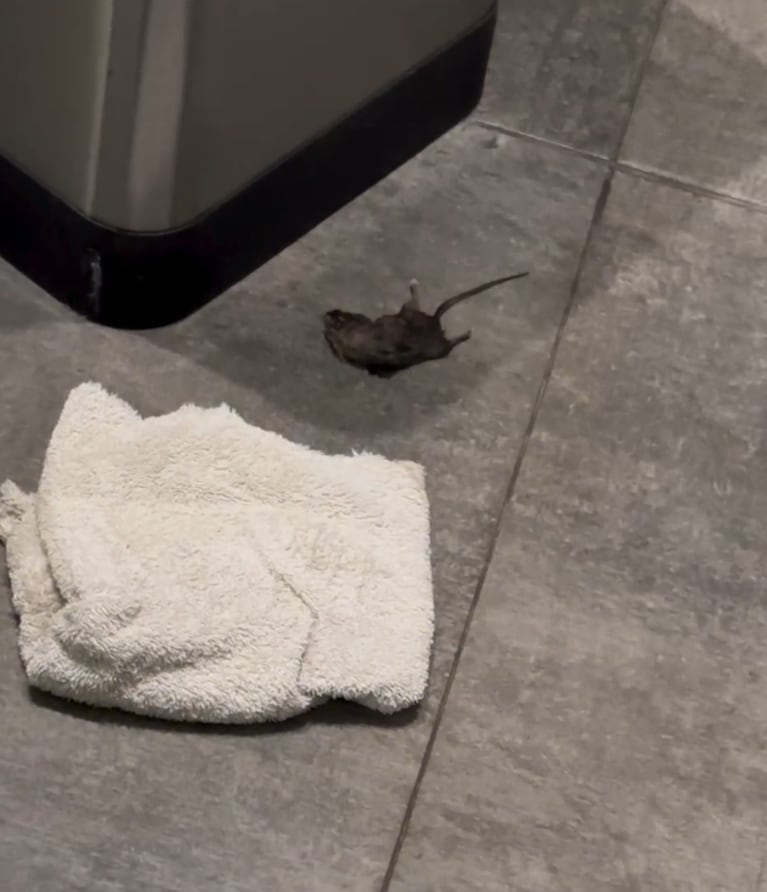 Cinthia encontró una rata en su casa.