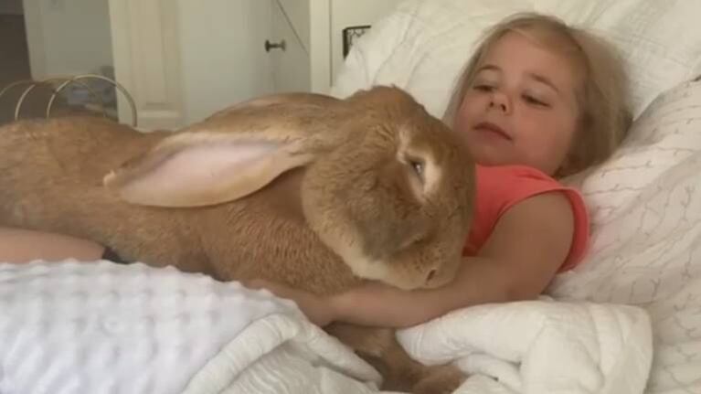 Cocoa Puff, el conejo gigante que vive como una persona